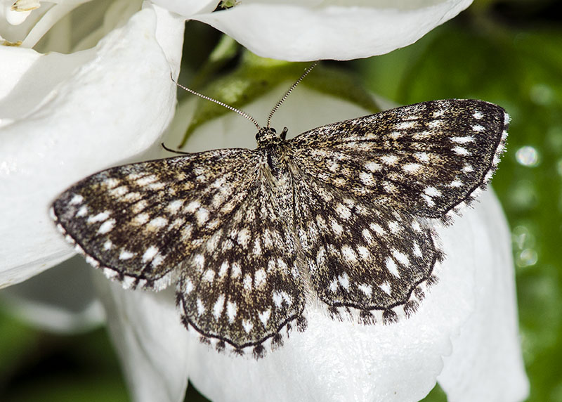 Scopula tessellaria, Geometridae